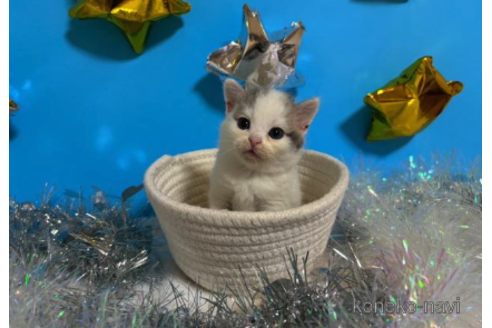 成約済の大阪府のスコティッシュフォールド-68374の2枚目